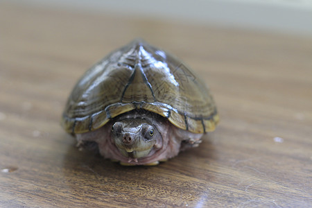 Razorback 口腔乌龟或餐桌上孤立的尖牙海龟野生动物生物学宏观荒野动物宠物剃刀热带生物动物群图片