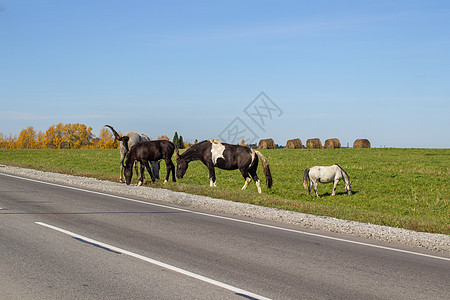 马和马在繁忙的路上吃草沥青草垛场地农田自然哺乳动物天空国家家畜田园图片