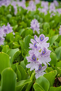 流水Hyacinth叶子植物群十字池塘侵入性毯子植物学热带绿色紫色图片