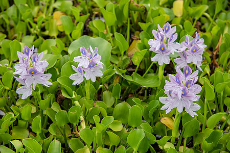 流水Hyacinth植物学池塘绿色沼泽地紫色荒野黄色孔雀十字热带图片