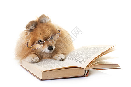 小狗矢量图演播室里的小狗波美人学习学校棕色阅读宠物工作室动物背景