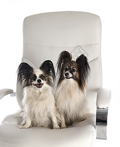 坐在椅子上的小狗狗男性工作室女性小狗宠物扶手椅安乐椅夫妻家具图片