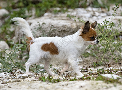 自然中的吉华华人宠物棕色动物大衣跑步白色图片