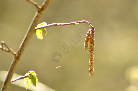 花朵和叶子青嫩的黑桃灌木植物棕色植物群衬套过敏季节性宏观枝条季节花粉图片