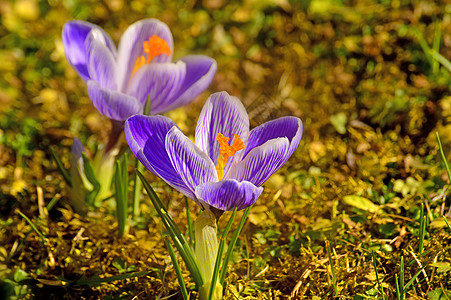 德国的克罗库斯 春花雌蕊紫色季节季节性花园红花草地园艺宏观植物背景图片