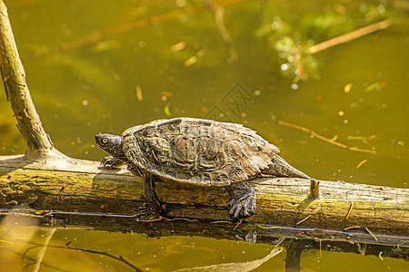 在德国湖晒太阳浴时的海岸滑雪车绿色池塘水龟爬虫银行伪装者动物学乌龟动物群野生动物图片