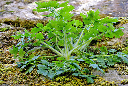 燕发草本植物绿色制药叶子草本植物荒野疗法药品植物群图片