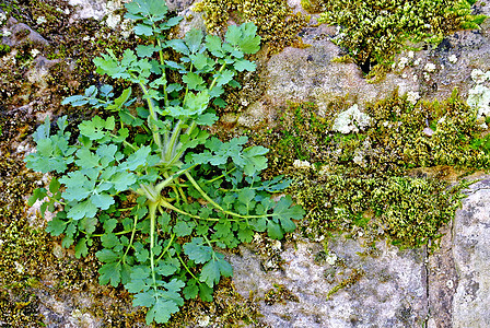 燕发疗法制药植物群药品草本植物绿色草本自然花瓣叶子图片