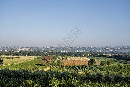 典型的托斯卡纳风景与意大利葡萄园农村场地酒厂房子生长农场栽培蓝色藤蔓村庄图片