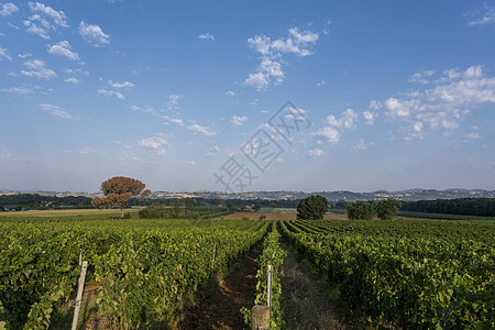 典型的托斯卡纳风景与意大利葡萄园农场日落收成房子栽培食物生长农村村庄蓝色图片