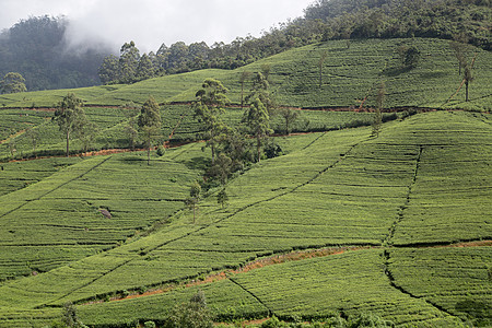 斯里兰卡努瓦拉埃利亚爱丁堡茶叶种植园场景旅行植物高地栽培国家农村农场叶子财产图片
