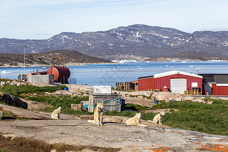 格陵兰罗德拜的雪橇狗背景图片