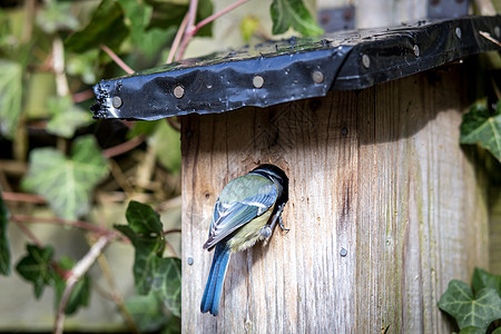 蓝奶在鸟屋盒子食物野生动物动物蓝色花园房子木头黑色荒野图片