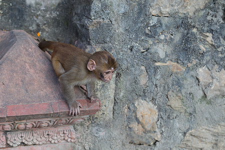 尼泊尔加德满都寺庙的猴子旅行动物宗教森林野生动物厚脸皮猕猴友谊生物猴庙图片