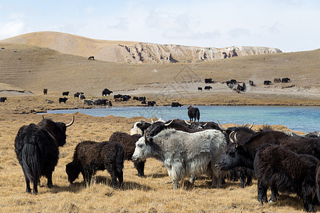在吉尔吉斯斯坦南部Tulpar湖放牧Yaks高度家畜农场羊毛团体牧人山脉环境大亨旅行图片