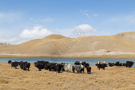 在吉尔吉斯斯坦南部Tulpar湖放牧Yaks羊毛山脉游牧民族团体牧人动物农场旅行农业草原图片