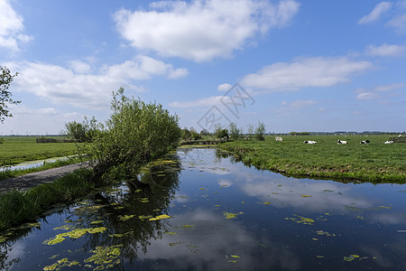荷兰草地全景景观 经过的可白石路农村农场晴天牧场农田场地房子场景草原反射图片