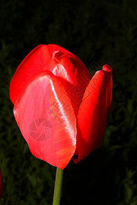 特写红色郁金香的宏水分白色花瓣花朵美丽花束植物群绿色黑色快乐背景图片