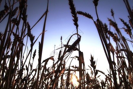 黑米粮食田地和景观上的黄金小麦场地生长草地金子农场晴天食物粮食农业季节背景