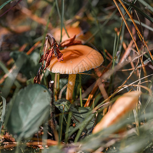 草丛中的蘑菇关上食物棕色植物季节森林菌类宏观白色苔藓常委图片