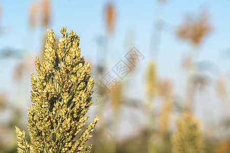 特写Millet或高梁在野外种植园场地高粱食物小麦种子蓝色植物农场蓝天图片