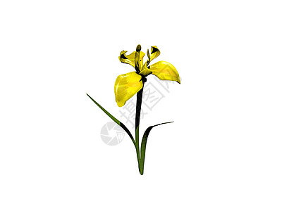 黄玉花在长片上虹膜百合绿色鸢尾花黄色花瓣浪漫图片