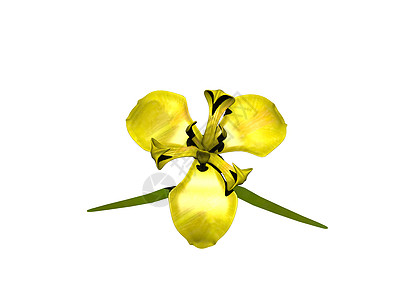 黄玉花在长片上绿色浪漫鸢尾花虹膜黄色百合花瓣图片