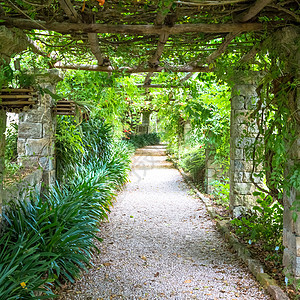 夏季有佩尔戈拉花园结构的园圃绿化叶子园艺植物群旅行入口公园凉棚国家风格图片