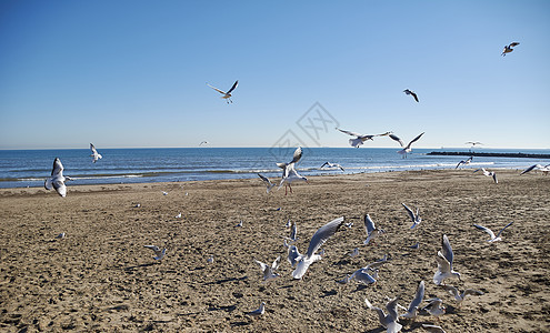 一群海鸥在海滩上飞翔航班阳光飞行天堂野生动物自由天空羽毛动物海岸图片