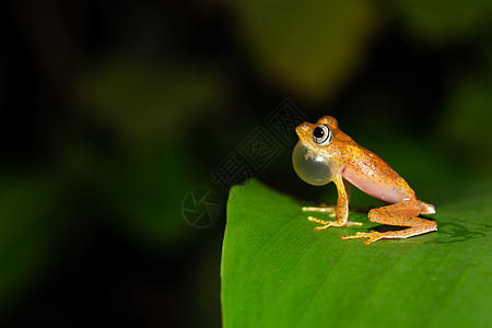 一只小橙青蛙坐在一片叶子上眼睛热带动物群森林荒野橙子丛林情调树木宏观图片