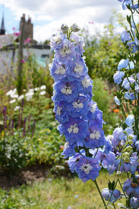 对抗农村花花园的浅蓝色两栖花朵图片