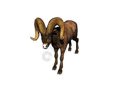 山山山山羊 有棕色毛皮和强力角白色喇叭宠物盘羊头饰动物内存羊奶斗争图片
