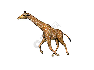 奔跑长颈鹿非洲草原上的长颈斑点长颈鹿喇叭动物食草异国跨步情调跑步背景