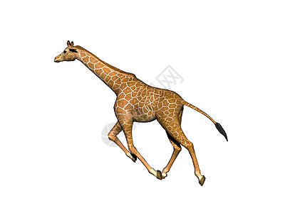 奔跑长颈鹿非洲草原上的长颈斑点长颈鹿食草喇叭跑步情调跨步动物异国背景