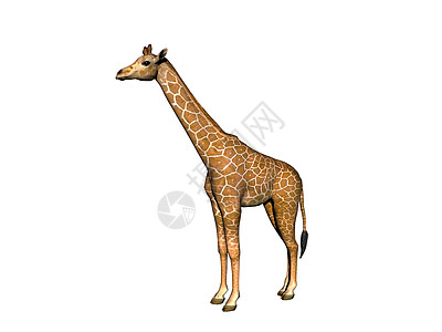 非洲草原上的长颈斑点长颈鹿情调食草异国动物跑步喇叭跨步图片