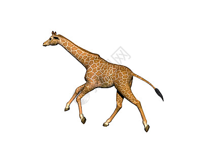 非洲草原上的长颈斑点长颈鹿跑步异国食草情调跨步喇叭动物图片