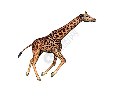 非洲草原上的长颈斑点长颈鹿跑步喇叭异国食草跨步动物情调图片
