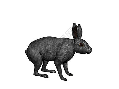 用软耳朵购物和跳起兔子的双耳食草毛皮动物草地棕色野兔尾巴图片