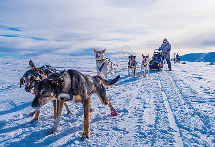 准备骑雪橇的哈斯基雪橇狗 瑞典图片