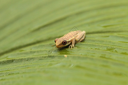 青蛙 干磷水泡在一小口袋上野生动物两栖红花热带大眼睛植物绿叶树蛙栖息旱生植物图片