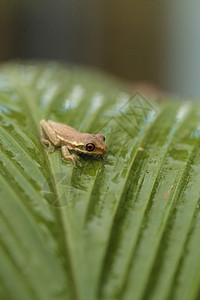 青蛙 干磷水泡在一小口袋上红花热带动物植物两栖旱生植物盲肠叶子野生动物树蛙图片
