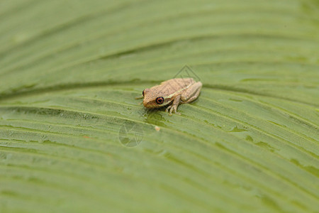 青蛙 干磷水泡在一小口袋上栖息叶子两栖热带野生动物树蛙旱生植物绿叶大眼睛动物图片