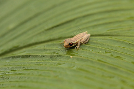 青蛙 干磷水泡在一小口袋上盲肠绿叶树蛙热带大眼睛两栖植物叶子野生动物动物图片