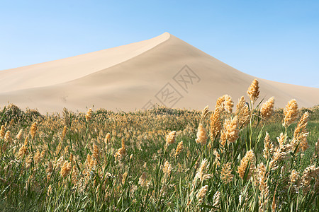 沙漠周围有绿干旱气候芦苇荒野风景场地曲线冒险沙丘环境图片