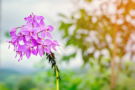 美丽的兰花紫色图片