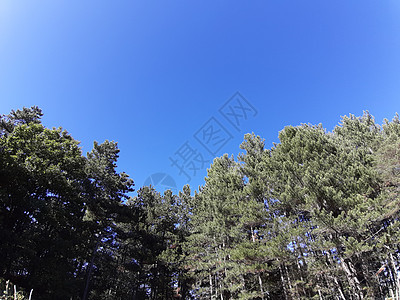 背景中的树木和蓝天空地平线土地场景农村公园孤独季节风景国家天空图片