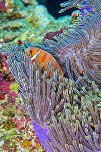 南阿里环礁 珊瑚礁 黑鳍阿内米尼鱼 马尔代夫脊椎动物甲虫生物学海葵生态海洋生物动物群珊瑚生物荒野图片