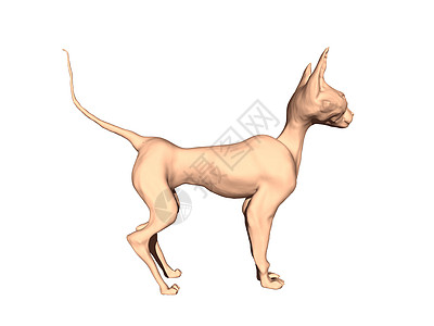 长耳朵的裸裸瘦皮卡通猫爪子漫画褐色尾巴背景图片