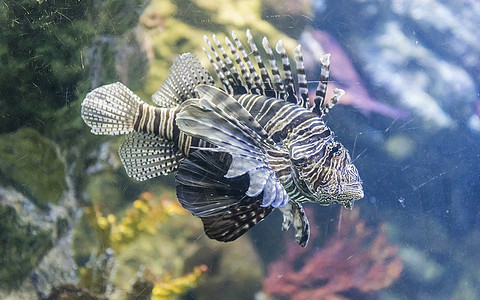 在水族馆环境内特写狮子鱼图片