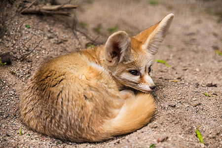可爱的小狐狸睡在球中图片